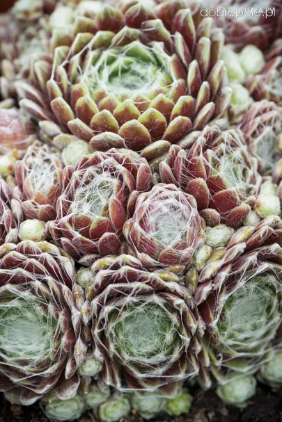 Молодило Ариес