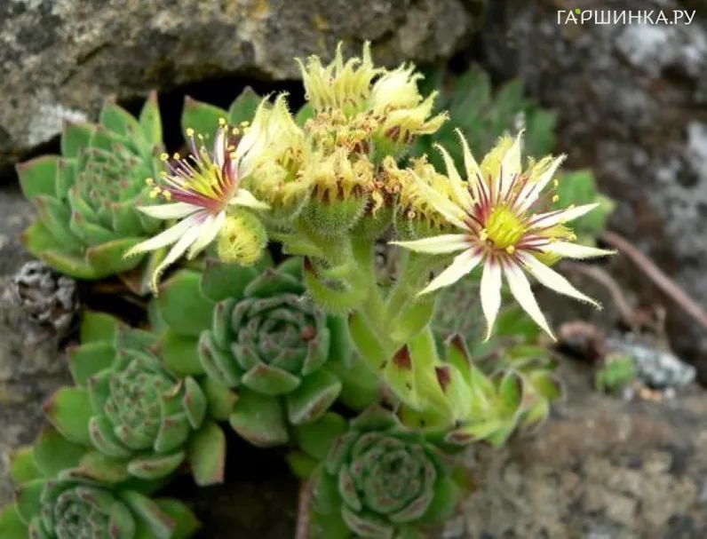 Молодило Грандифлорум