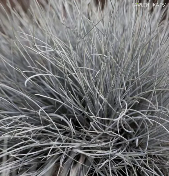 Овсяница Айсфогель сизая