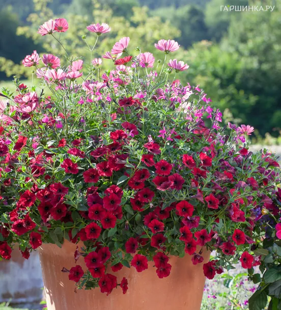 Петуния Изи Вейв Ред Велюр ампельная