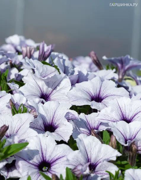 Петуния Сурфиния Блю Вейн