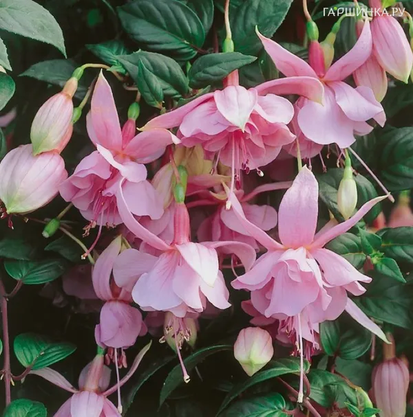 Фуксия Пинк Галор