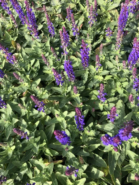 Шалфей (Сальвия) дубравный Блю Букет