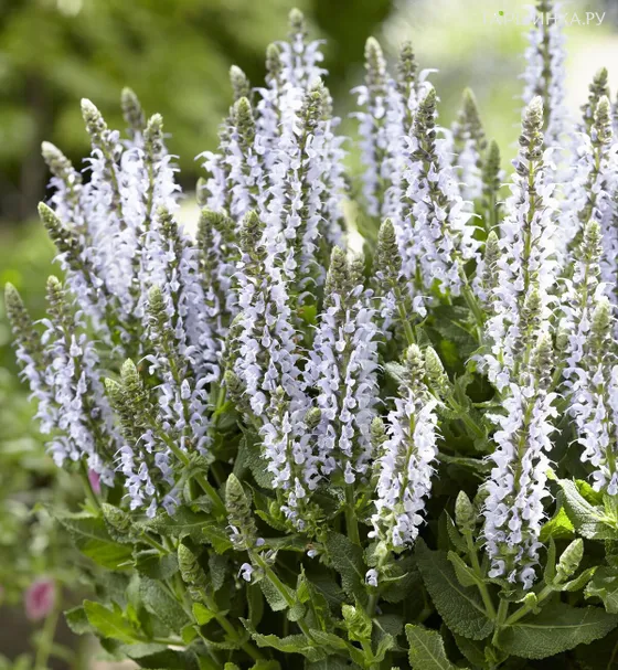 Шалфей (сальвия) дубравный Бамбл Скай