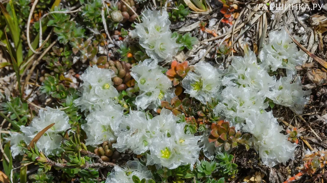 Приноготовник (Паронихия Капелла)