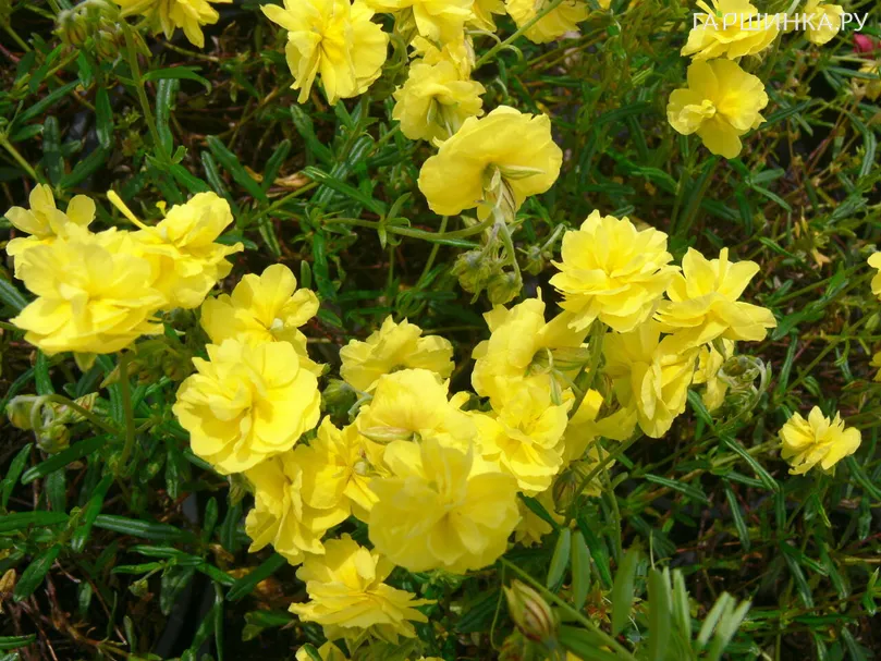 Солнцецвет Сулфиреум Пленум монетолистный