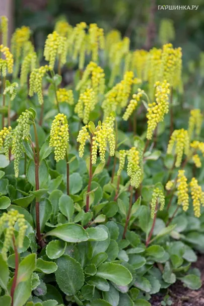 Хиастофиллум супротивнолистный