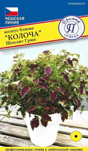 Колеус Колоча Шоклит Грин 5 шт, Семена Престиж
