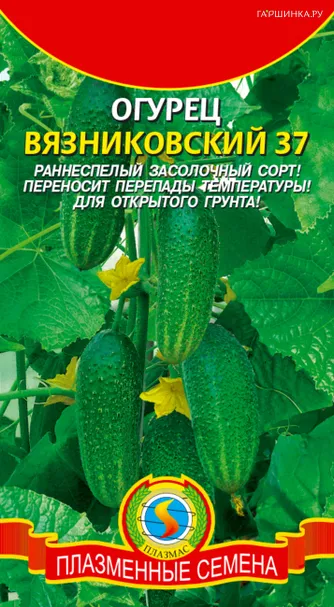 Огурец Вязниковский 37  15 шт, Плазменные семена