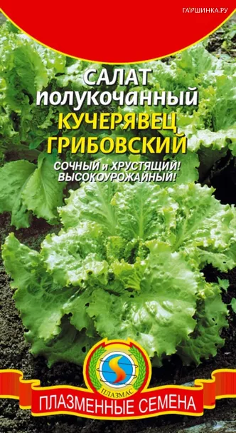 Салат Кучерявец Грибовский полукочанный 0,5 г, Плазменные семена