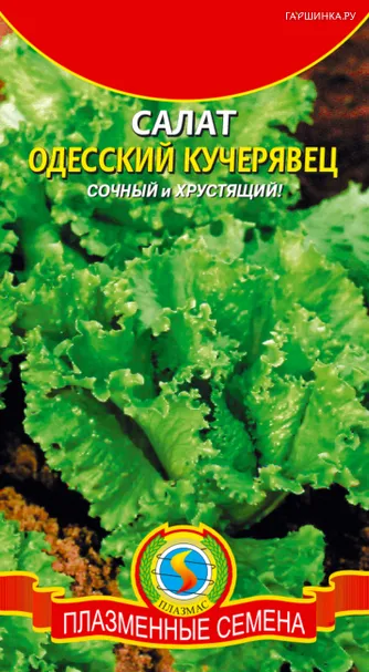 Салат Одесский кучерявец полукочанный 0,5 г, Плазменные семена