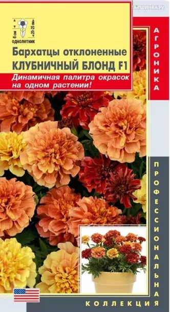 Бархатцы отклоненные Клубничный Блонд F1  7 шт Плазменные семена