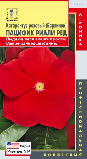 Катарантус розовый (Барвинок) Пацифик Риали Ред 6 шт, Плазменные семена