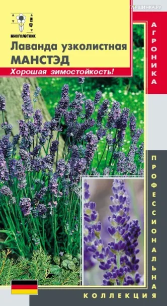 Лаванда узколистная Манстэд  20 шт Плазменные семена