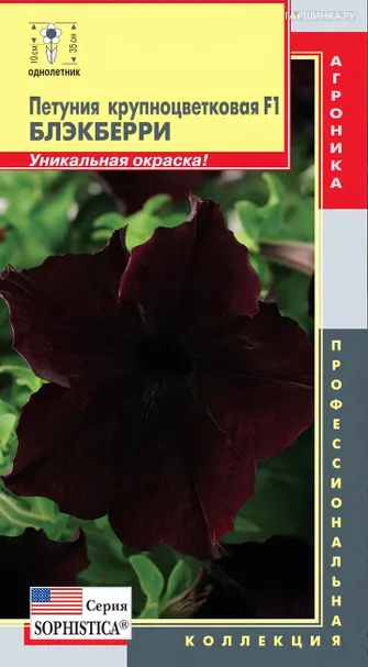 Петуния Блэкберри крупноцветковая F1 (серия Sophistica) 5 шт, Плазменные семена