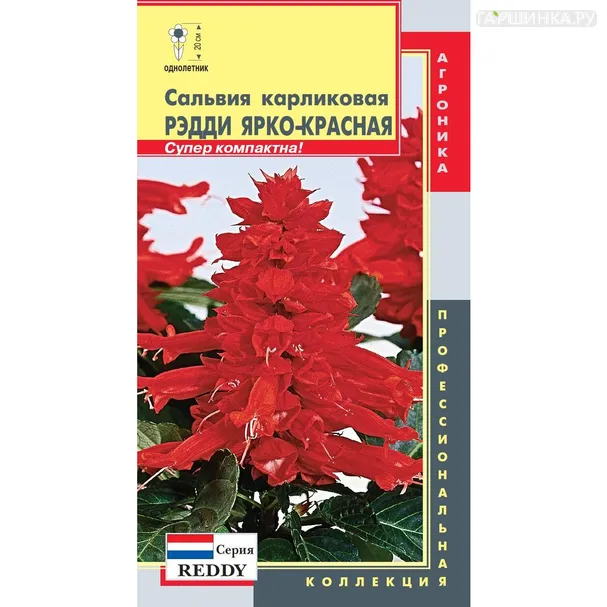 Сальвия Ярко-красная карликовая (серия Reddy) 10 шт, Плазменные семена
