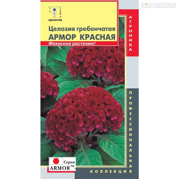 Целозия Красная гребенчатая (серия Armor) 10 шт, Плазменные семена
