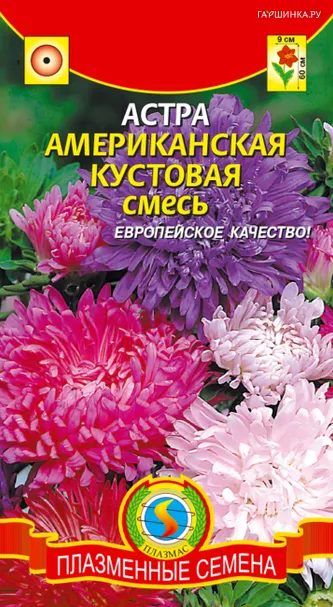 Астра Американская кустовая 0,3 г, Плазменные семена