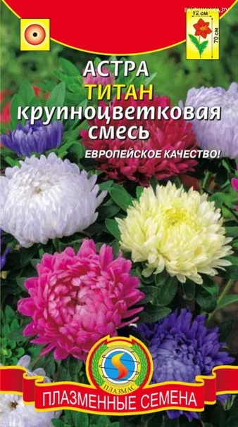 Астра Титан 0,3 г, Плазменные семена
