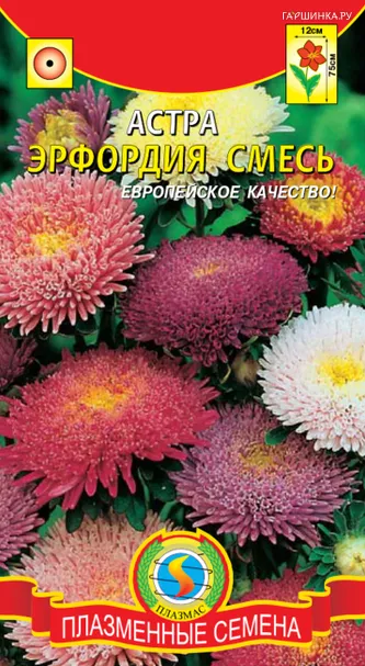Астра Эрфордия смесь 0,3 г, Плазменные семена
