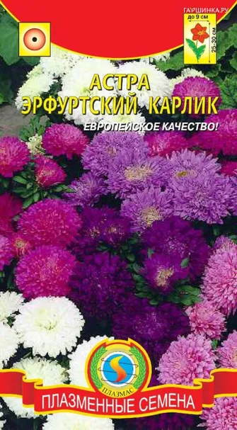 Астра Эрфуртский карлик 0,2 г. Плазменные семена