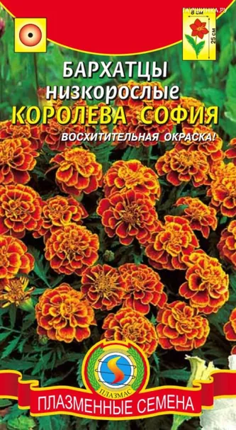 Бархатцы Королева София низкорослые 45 шт, Плазменные семена