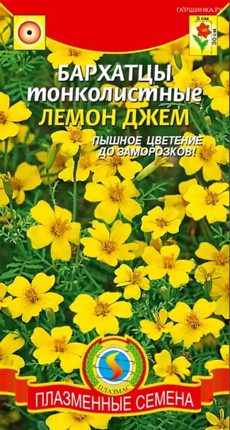 Бархатцы тонколистные Лемон джем  50 шт Плазменные семена