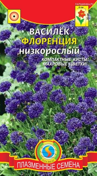Василек Флоренция низкорослый  0,2 гр Плазменные семена