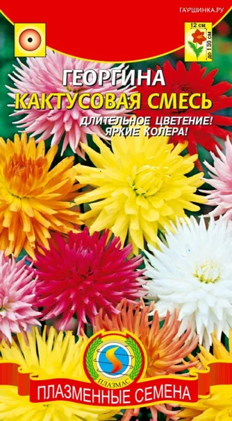 Георгина Кактусовая 12 шт, Плазменные семена