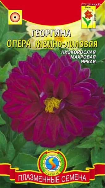 Георгина Опера темно-лиловый 10 шт, Плазменные семена