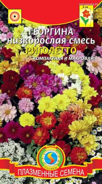 Георгина Риголетто низкорослая смесь 11 шт, Плазменные семена