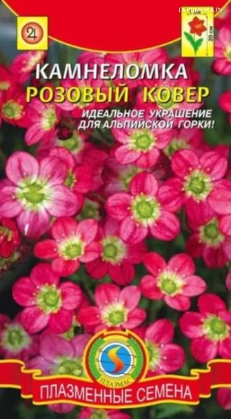 Камнеломка Розовый ковер 0,01 г, Плазменные семена