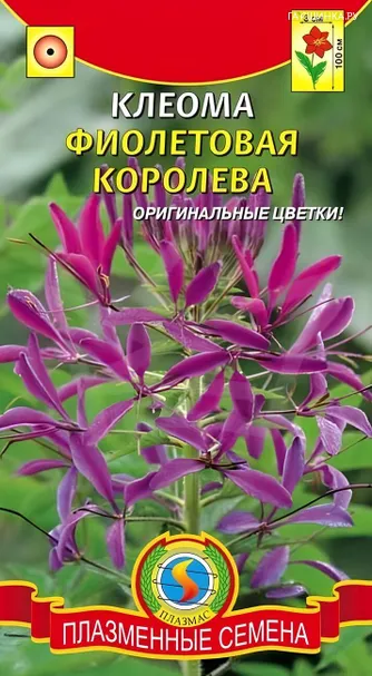 Клеома Фиолетовая Королева 0,2 г, Плазменные семена