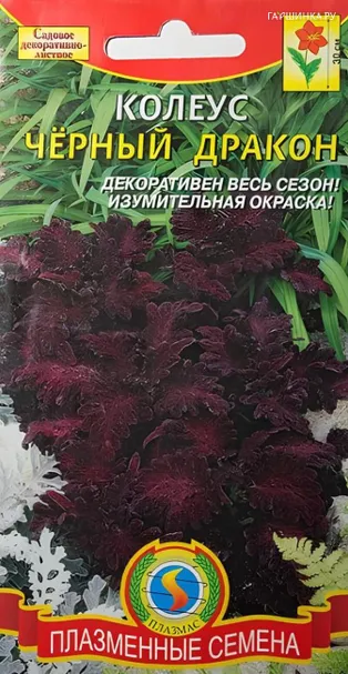 Колеус Черный дракон 10 шт, Плазменные семена