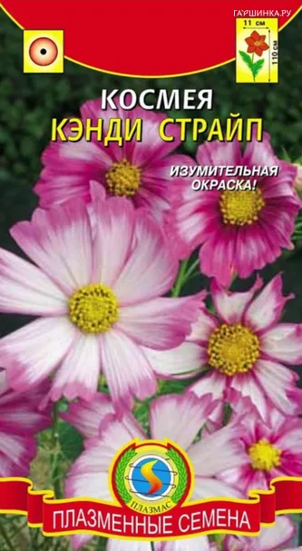 Космея Кэнди Страйп  30 шт Плазменные семена