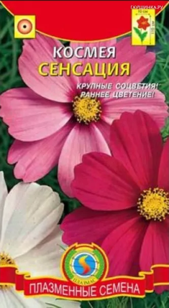 Космея Сенсация 45 шт Плазменные семена