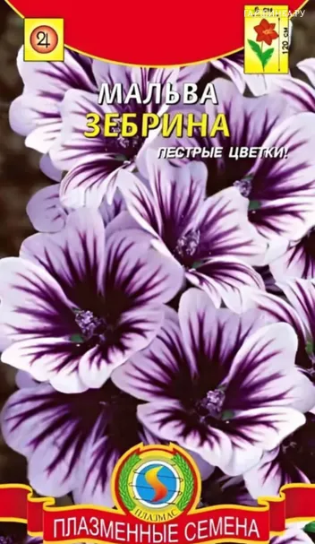 Мальва Зебрина 10 шт Плазменные семена