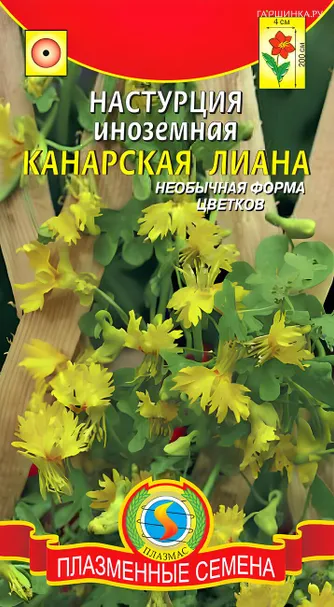 Настурция Канарская лиана иноземная 8 шт, Плазменные семена