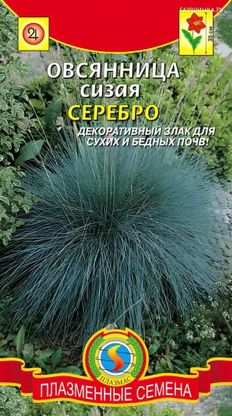 Овсянница Серебро сизая 0,1 г. Плазменные семена