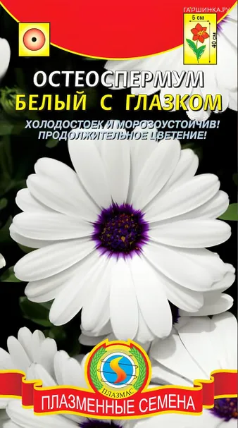 Остеоспермум Белый с глазком 4 шт, Плазменные семена