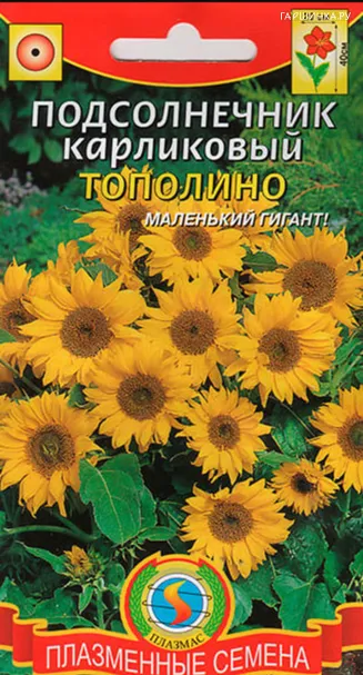 Подсолнечник Тополино карликовый 8 шт, Плазменные семена
