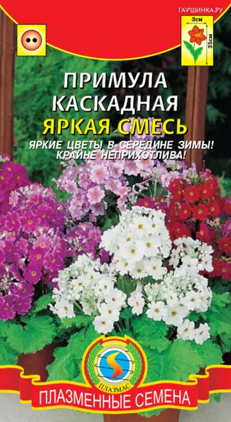 Примула каскадная Яркая смесь  18 шт Плазменные семена