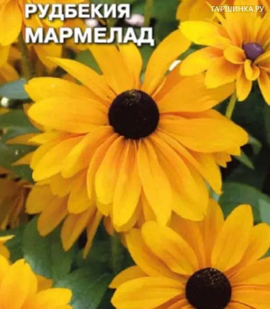 Рудбекия Мармелад 0,1 г, Плазменные семена