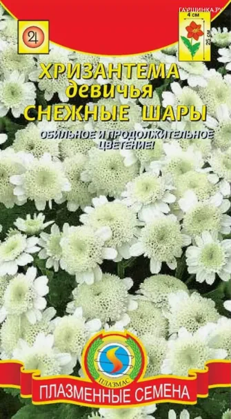 Хризантема девичья Снежные шары 0,05 гр Плазменные семена