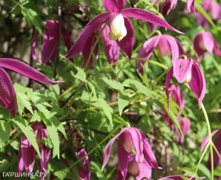 Клематис (Княжик) Констанс (1)