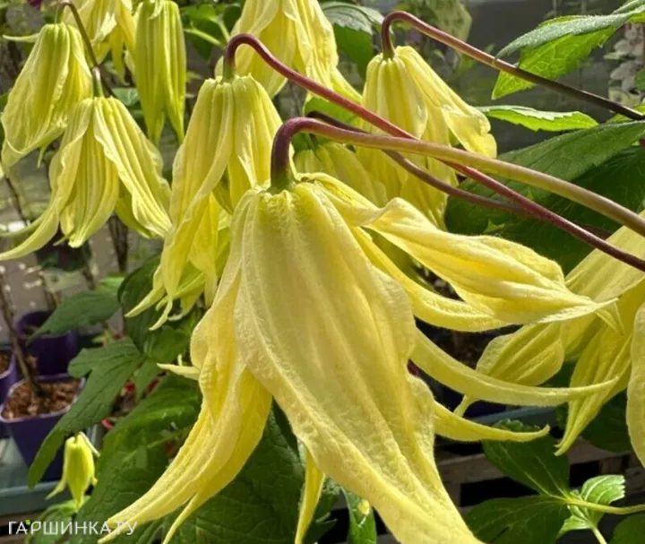 Клематис (Княжик) Голден Сюрпрайз (1)