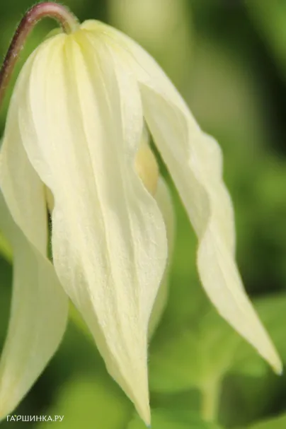 Клематис (Княжик) Лемон Бьюти (1)