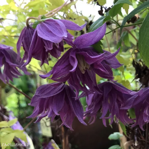 Клематис (Княжик) Люминос Даск (1)