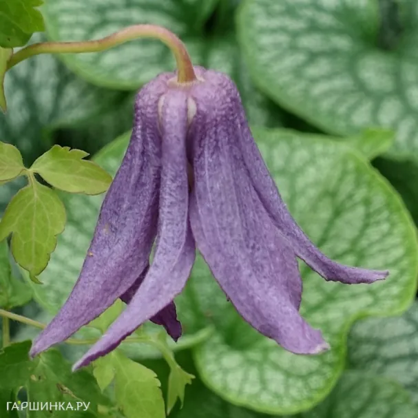 Клематис (Княжик) Виолет Лампион (1)