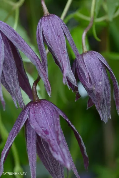 Клематис (Княжик) Виолет Сюрпрайз (1)